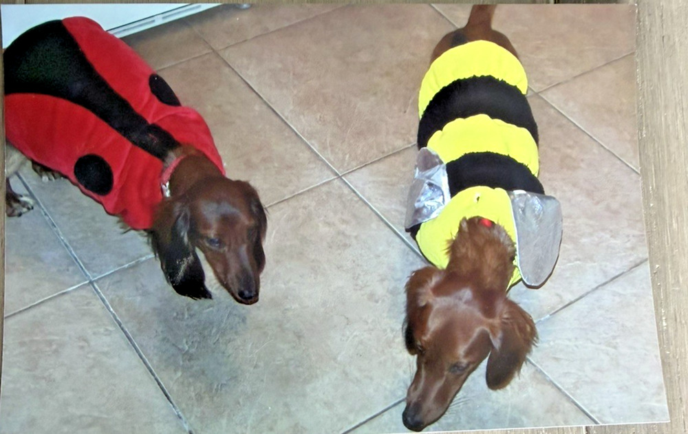 Dog Halloween Costumes Bumble Bee and Lady Bug Hook and Loop Closure Size Small